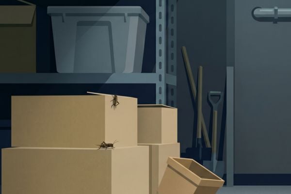 Illustration of crickets crawling on stacked cardboard storage boxes in a dark basement.