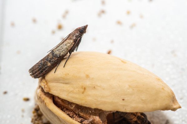 indian meal moths