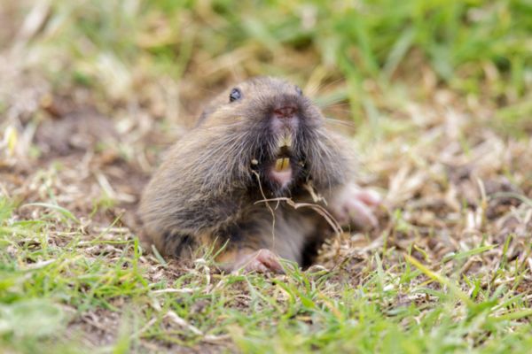 Gopher Names What is a Gopher? Everything You Need to Know