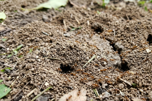 argentine ants