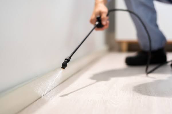 carpenter-ant-insecticides