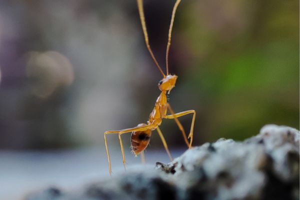 crazy ants