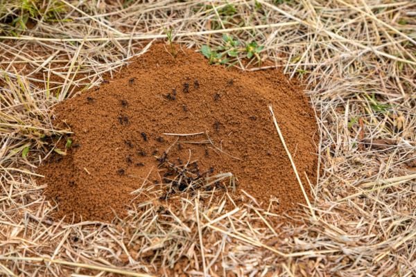 fire ant nest