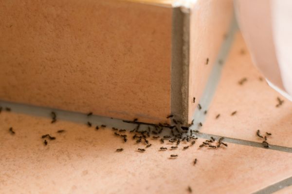 odorous house ants