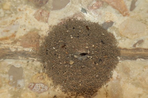odorous house ant nest