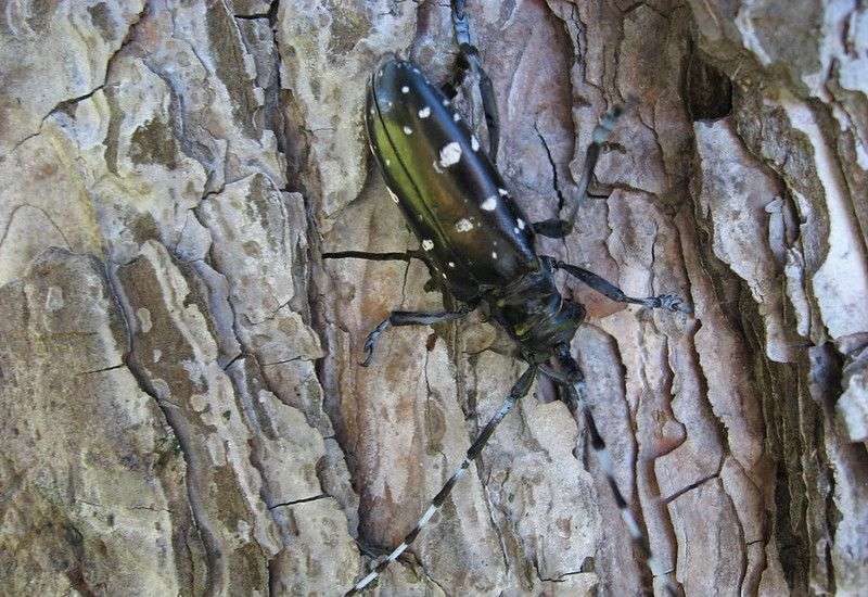 Asian Longhorned Beetle Facts, Damage & Identification