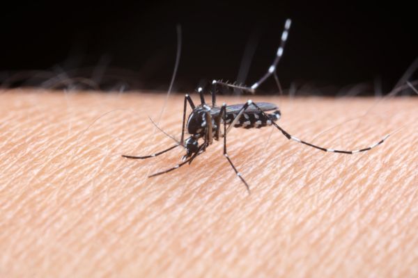 Asian Tiger Mosquito