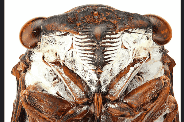 cicada face