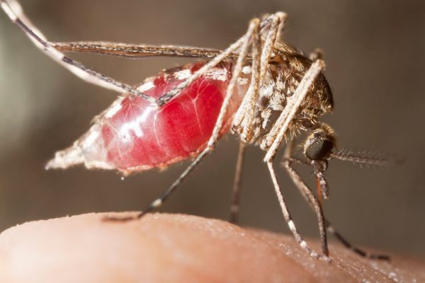 Common malaria mosquito
