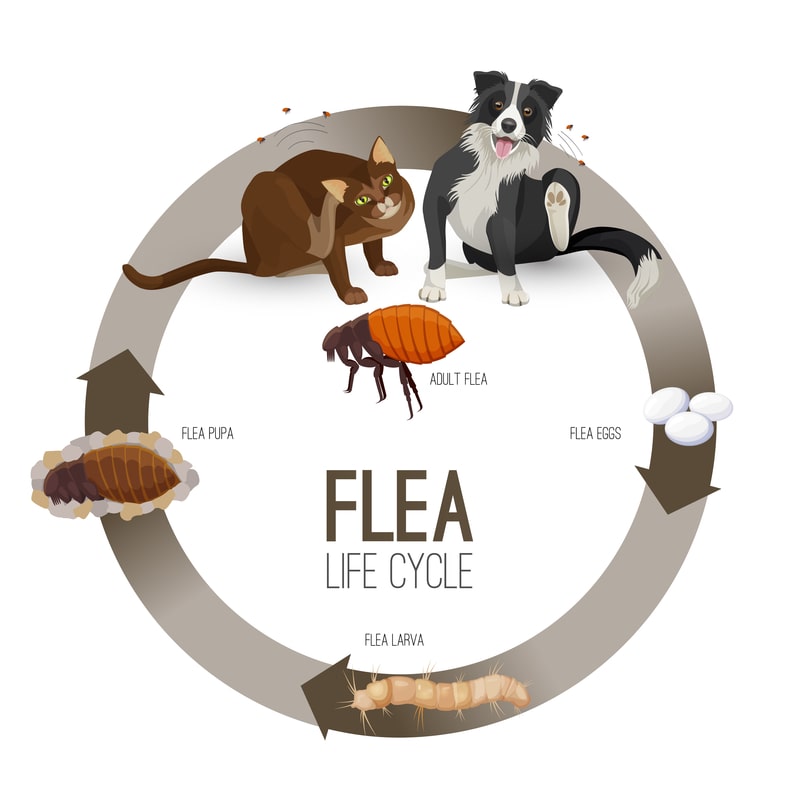 Flea Facts Information And Photos flea-facts-information-and-photos
