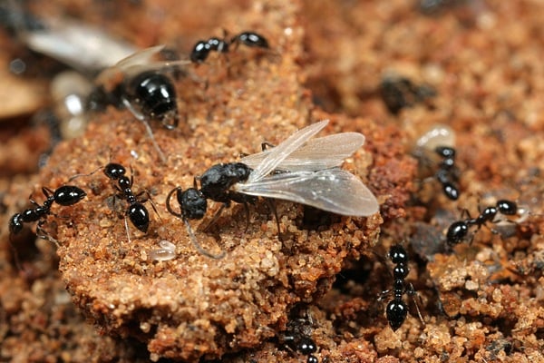 flying ants