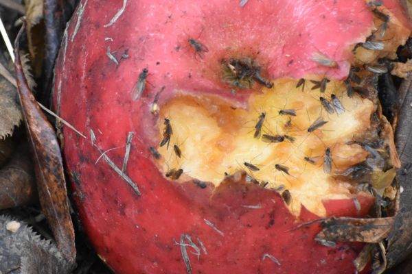 Fruit Flies: Recent Quarantines, Damaging Species & Control
