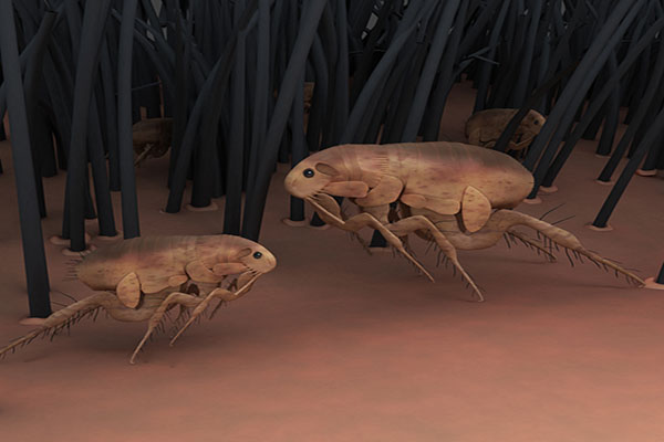 Close up of fleas