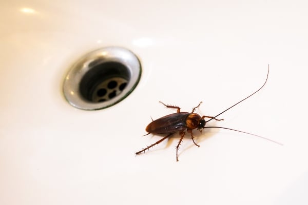 cockroach by drain