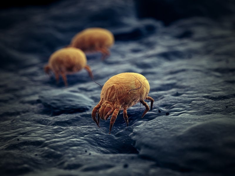 Mites Insecte Photo Mites: Facts, Information, and Control Tips | Terminix