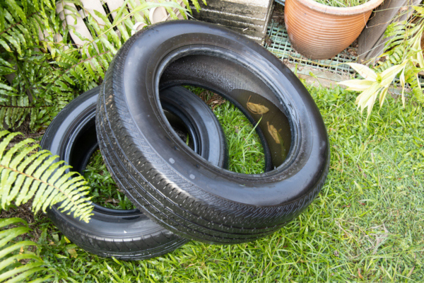mosquito breeding area in standing water in a tire
