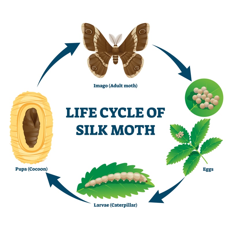 Evolution Moth Process Moth Facts, Information, and Control Tips | Terminix