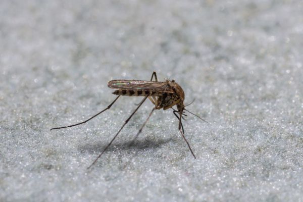 Northern House Mosquito