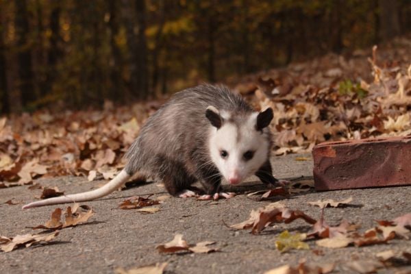 opossum in leaves