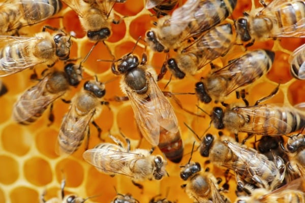 Queen bee on hive