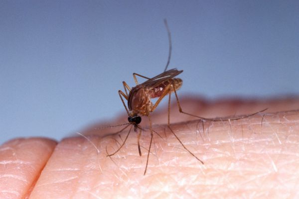 Southern House Mosquito