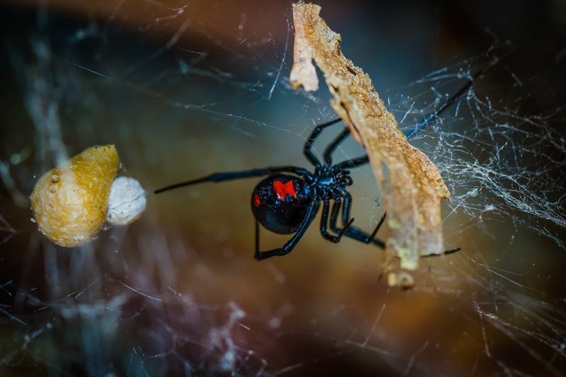 Black widow spider photo