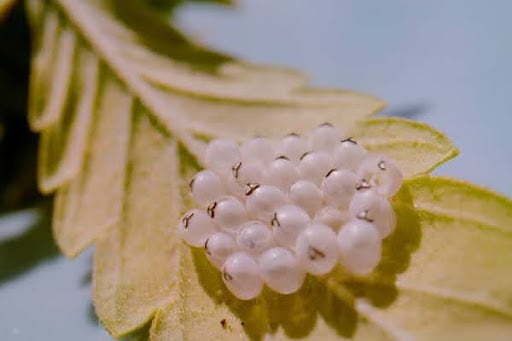 Stink Bug Life Cycle: How Long Do They Live For?