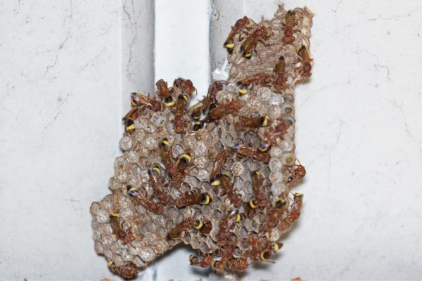 wasps on honeycomb
