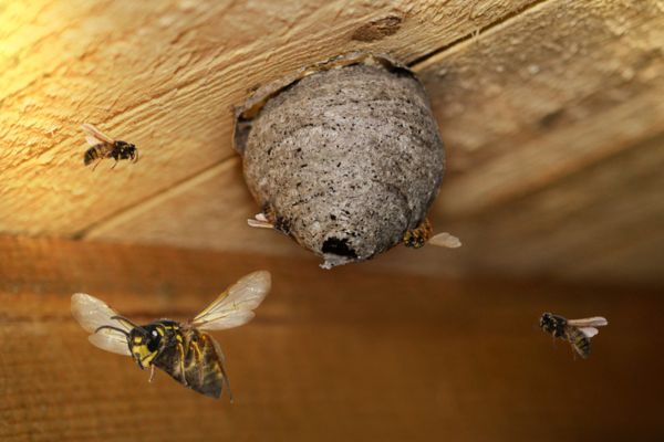 wasps flying aroundnest