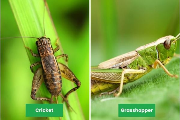Learn About Crickets Life Cycle Identification Behavior learn-about-crickets-life-cycle-identification-behavior