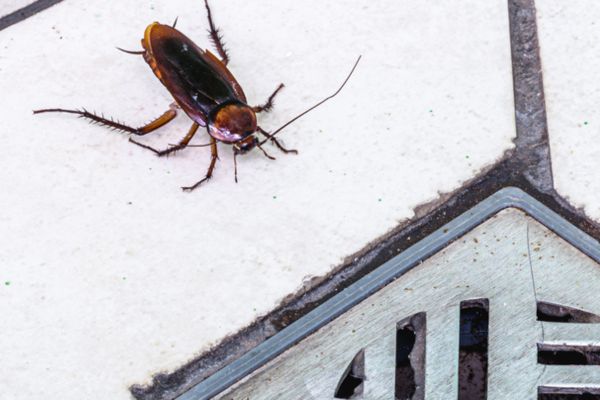 cockroach near drain