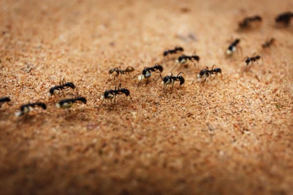 colony of ants crawling