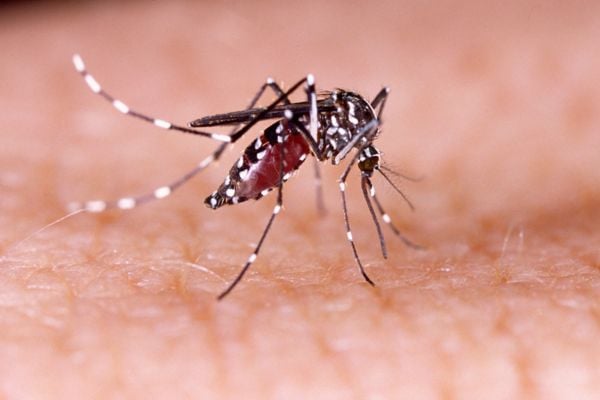 Mosquito on skin
