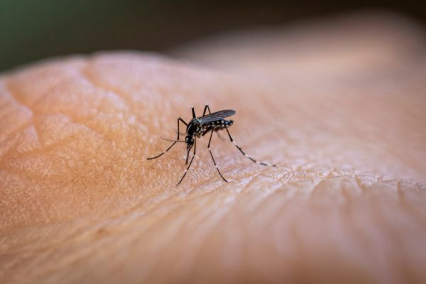 mosquito on hand