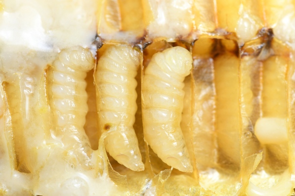 Bee Larvae Stages Bee Life Cycle YDMT bee-larvae-stages-bee-life-cycle-ydmt