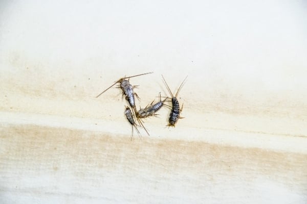 group of silverfish