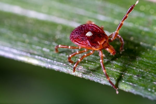 lone star tick on leaf
