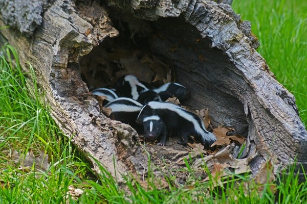 skunks nesting in tree