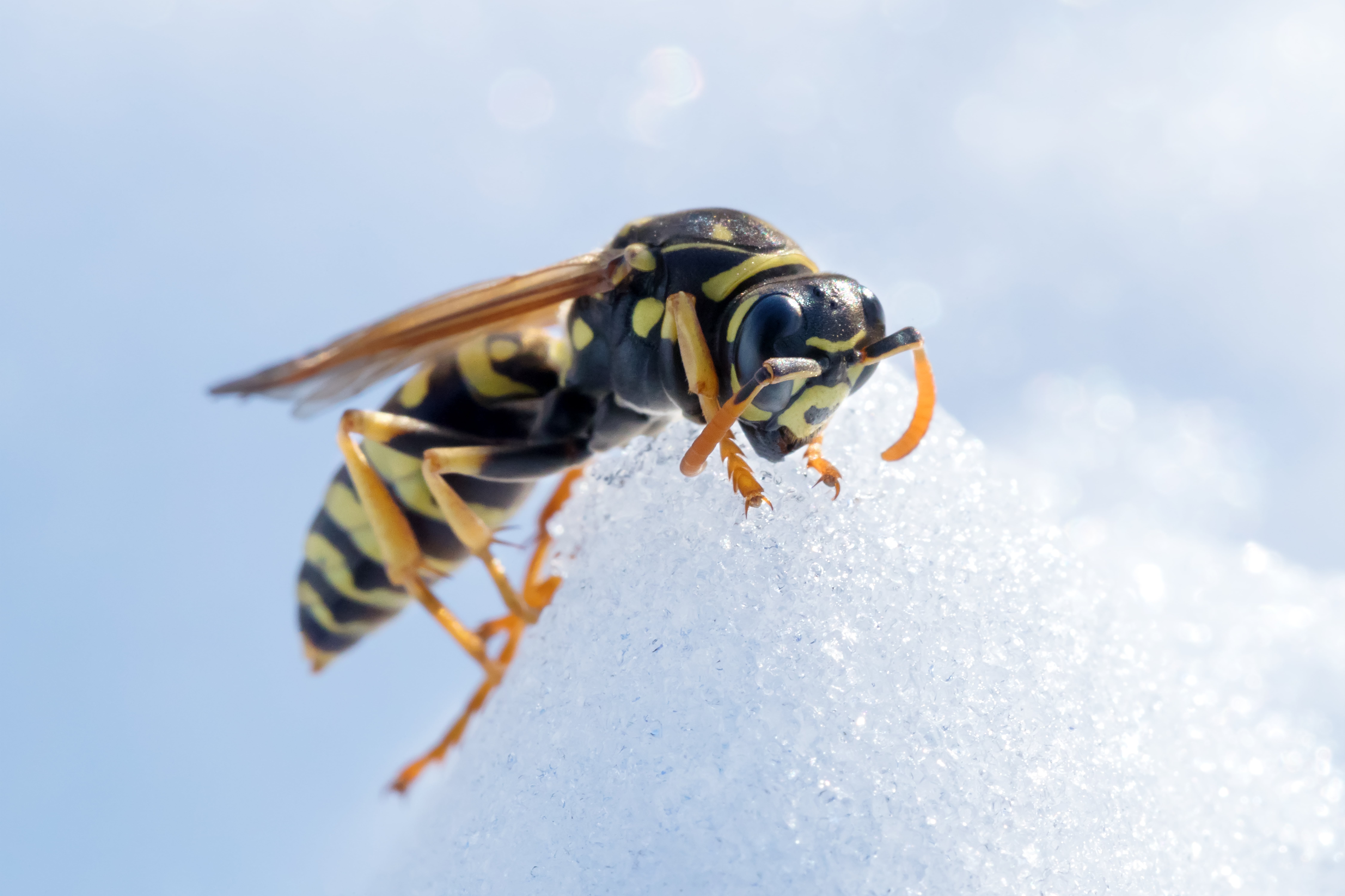 Wasps in Winter
