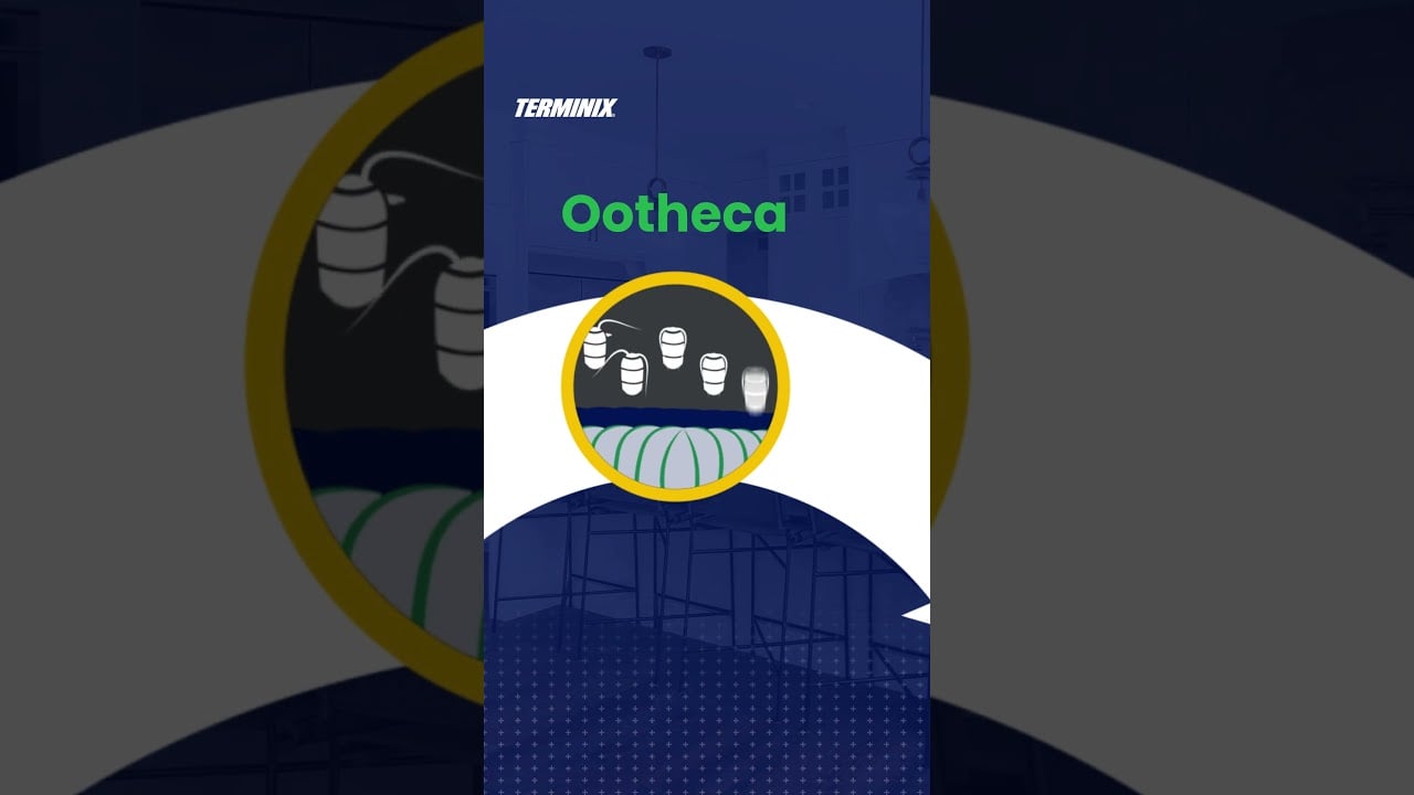 Terminix cockroach life cycle graphic highlighting a cockroach egg case labeled "Ootheca".
