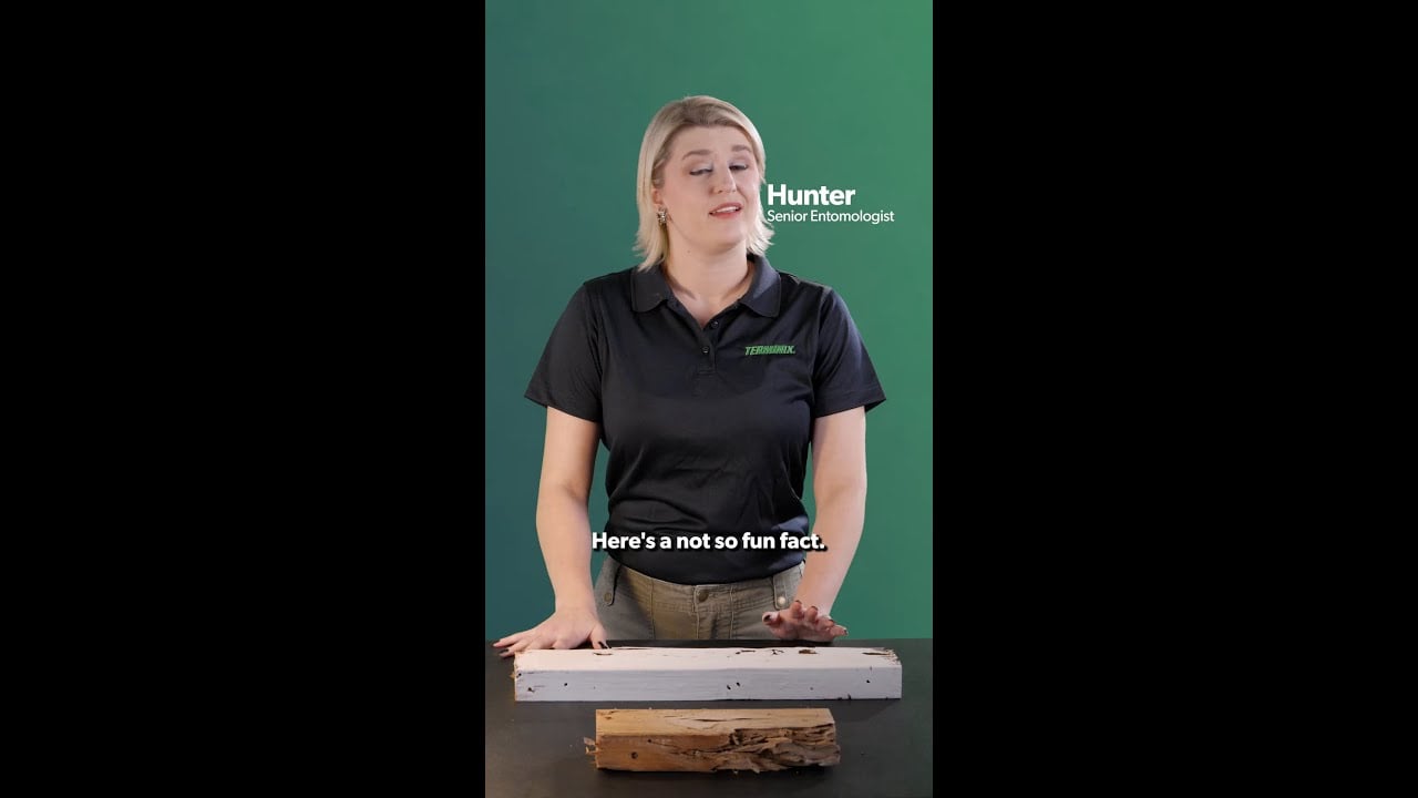 Terminix Entomologist demonstrating what termites eat using pieces of damaged wood.