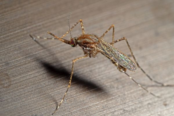 Western malaria mosquito