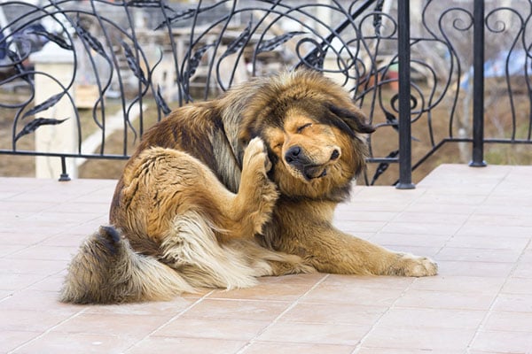 brown dog scratching their head with their back paw