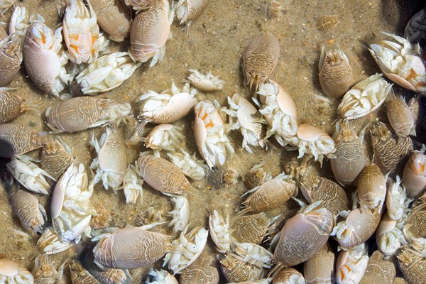 Sand fleas