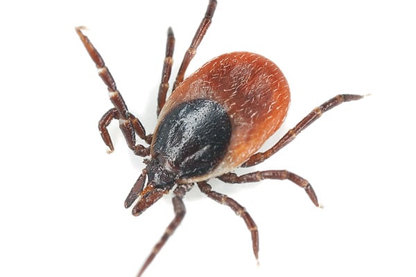 tick