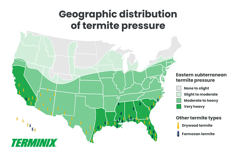 where are termites most common