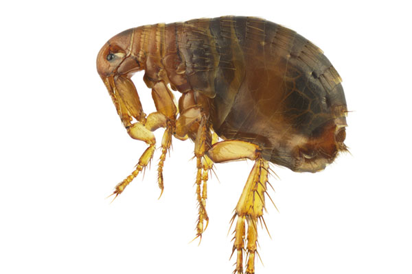 Close up of flea