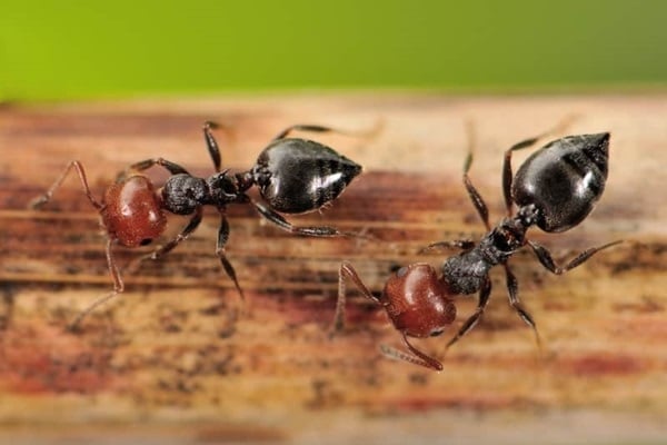 acrobat ants on wood