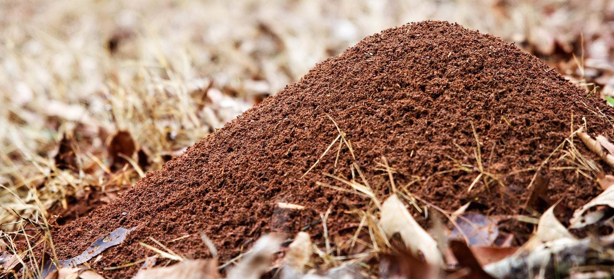 ant hill