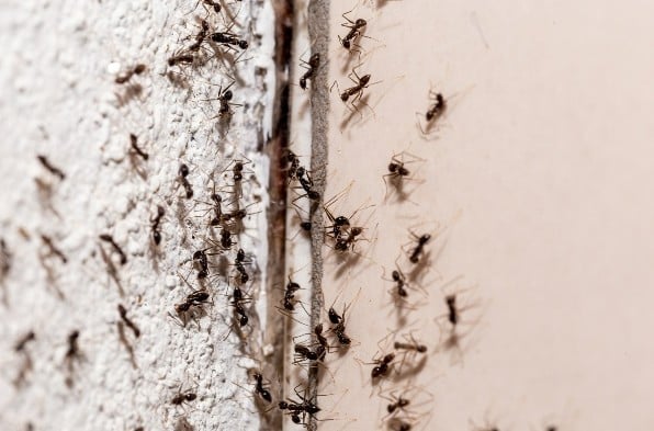 Ants identify where they live